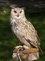 tawny owl 2