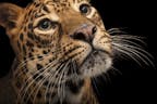black leopard growl