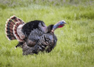 Turkey run noises