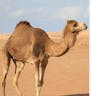 Camel Sounds 12