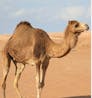 Camel Sounds 12
