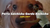 pero salchicha goldo balchicha