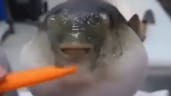 Pufferfish moan