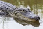 alligator snort with breath