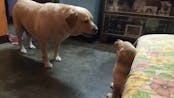 Mom Dog VS Son Dog (Comment Who Is The Winner)