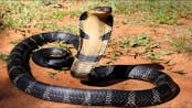 King Cobra Hissing