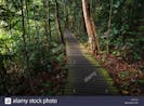 Cutting Through Foliage