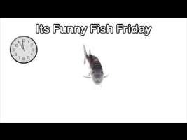 Funny Fish Friday