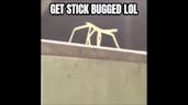 Get Stick Bugged lol