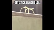 Get Stick Bugged lol