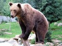 brown bear 