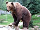 brown bear 