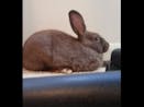 Rabbit Farts So Loud He Scares Himself