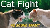 Cat Fight SFX 15