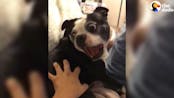 dog screaming