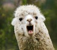 Llama Alert Call