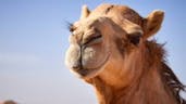 Camel Sound Effect