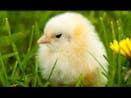 Cute Chicken Sound
