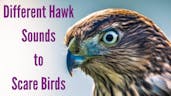 Hawk Sounds 4