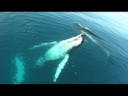 Whale Making Sounds