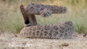 Western Diamondback Rattlesnake