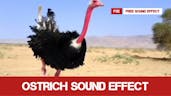 Ostrich 16