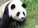   Panda Cub Whimper