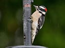 Woodpecker