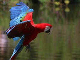 Chestnut fronted Macaw