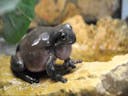 Frog mating call 