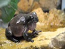 Frog mating call 