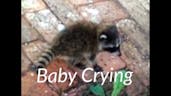 Baby raccoon scream 