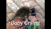 Baby raccoon scream 
