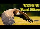 Vulture Sounds 13