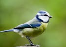 Spring Birds Chirping Sound Effect