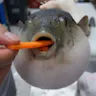 Fish Sounds and Sound Effects - Voicy