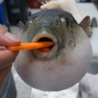 Puffer Fish Moan