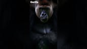 Gorilla Sound 11