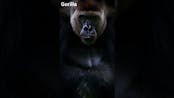 Gorilla Sound 11