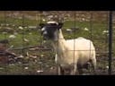 Funny goat Scream