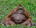 Uh Oh Stinky Monkey Meme Sound Effect - Voicy