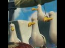 Finding Nemo Birds saying mine - MEME