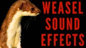 Weasel_alarm