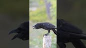 Crow Cawing 