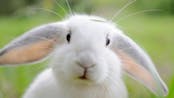 Rabbit crying 