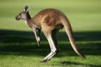 Kangaroo Sounds