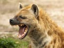 Howling and laughing hyenas