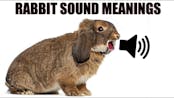 Rabbit scream