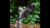 Cat Fight SFX 6