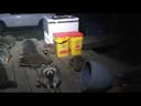 Raccoons eating 